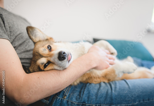 Welsh corgi pembroke dog being cuddled by the owner on the sofa