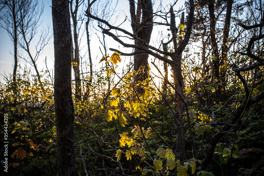 Sunset in seaside deciduous forest in spring time. Sunset in seaside deciduous forest in spring time.