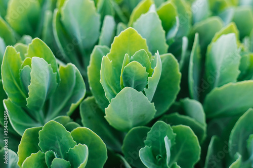 Flower stonecrop. Dense leaves are gray-green in color. Care and planting. Texture.