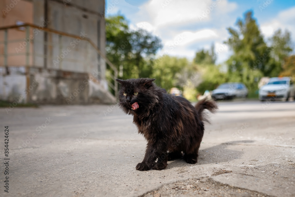 Obraz premium Black street homeless and hungry cat is sitting on the street