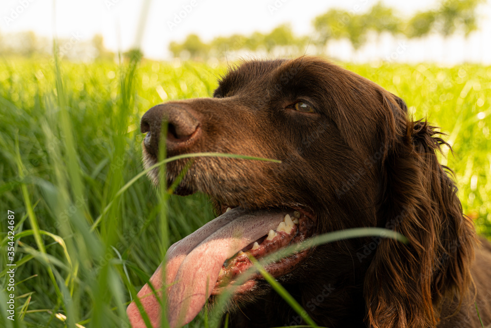 happy doggy in the grass