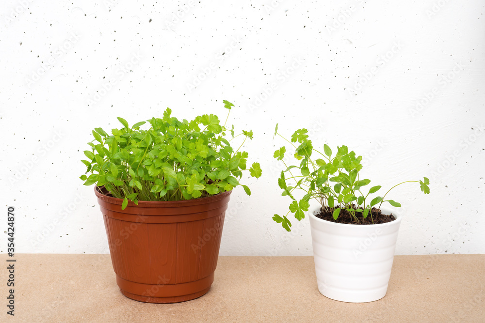 Parsley sprouts in brown and white pots on white concrete wall background. Growing micro greens at home. Parsley sprouts in brown and white pots on white concrete wall background. Growing micro greens at home.