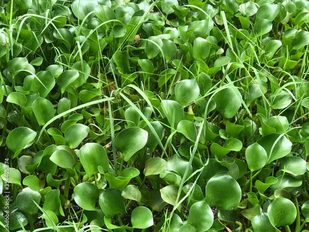 green tropical plants after rain