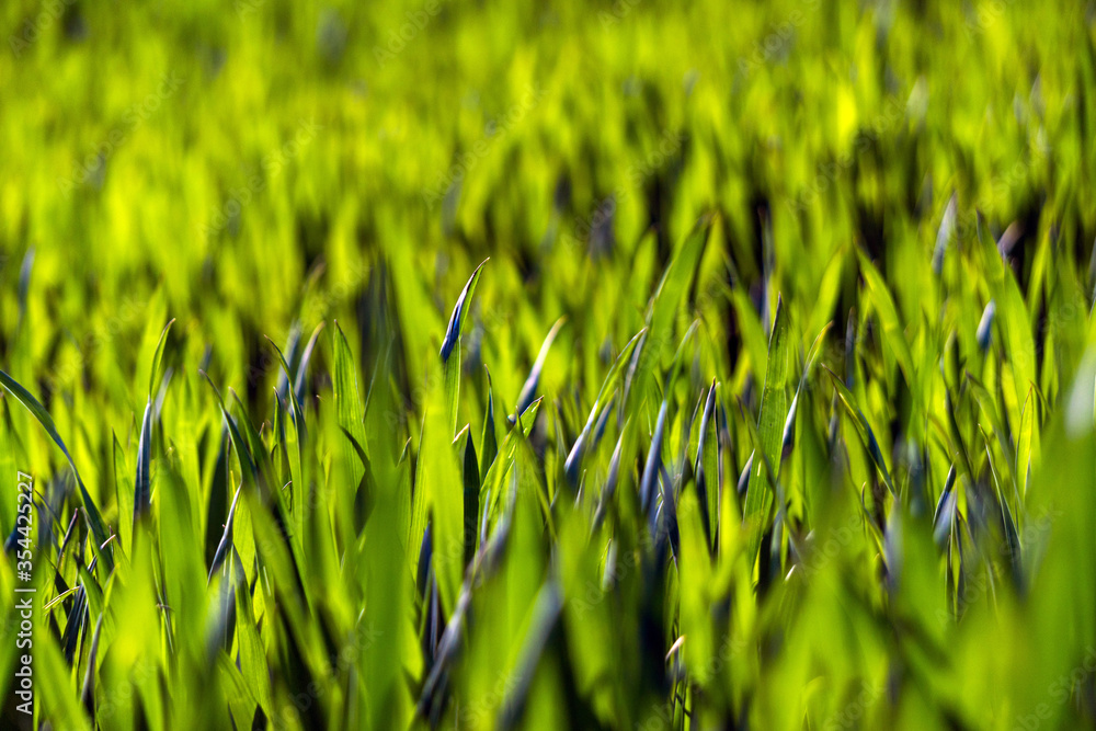 Fototapeta premium Juicy green spring grass. Abstract Summer background texture of colorful green high vegetation. soft focus. New close-up bright green grass in park or football pitch or golf yard.