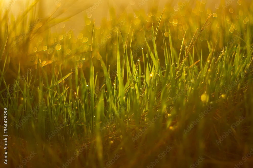 Defocused image of lush green grass with fresh water drops of morning dew. Backlit by sunlight, sparkling bokeh balls, background blur, soft focus, copy space. Film photography with artistic noise.