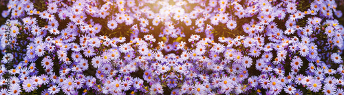 Beautiful panoramic banner with blooming purple flowers.