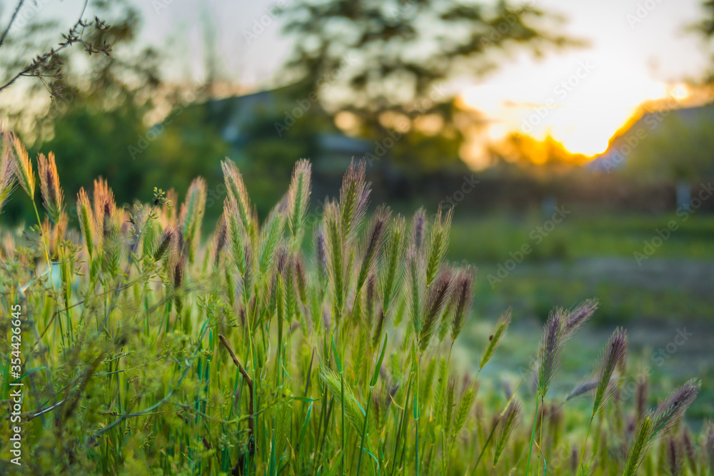 Grass close up. Early dawn Grass close up. Early dawn