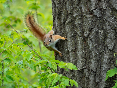 A red squirrel watches from the side of a tree