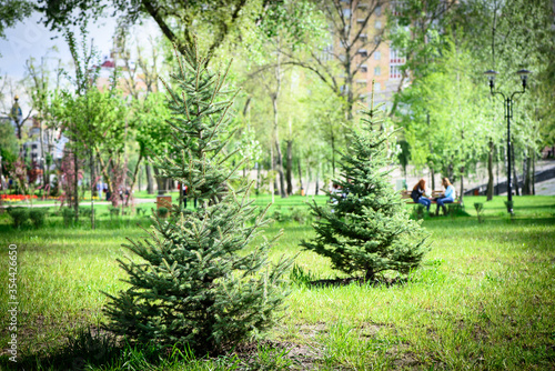 people and nature in a city park green trees in spring or summer relax scene