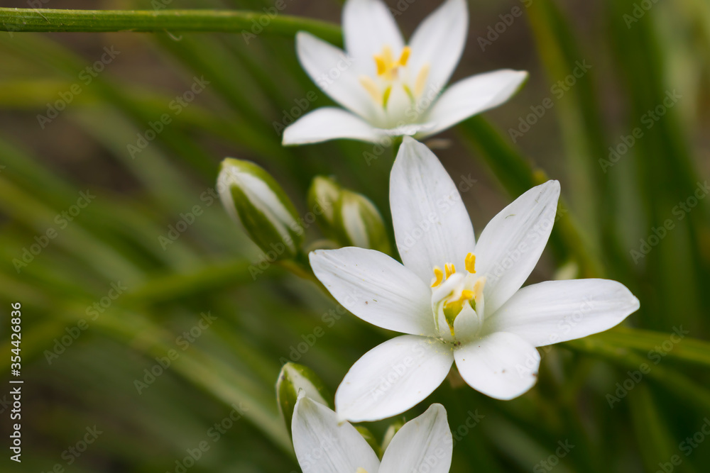 White Ornithogalum flowers on a green background White Ornithogalum flowers on a green background