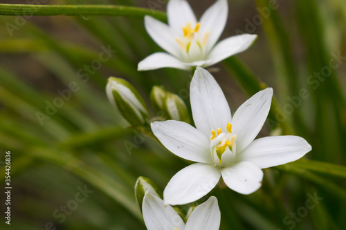 White Ornithogalum flowers on a green background