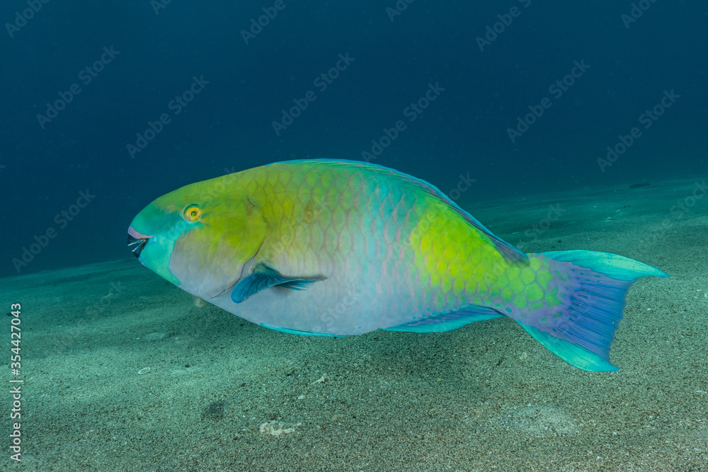 Fish swim in the Red Sea, colorful fish, Eilat Israel
Fish swim in the Red Sea, colorful fish, Eilat Israel