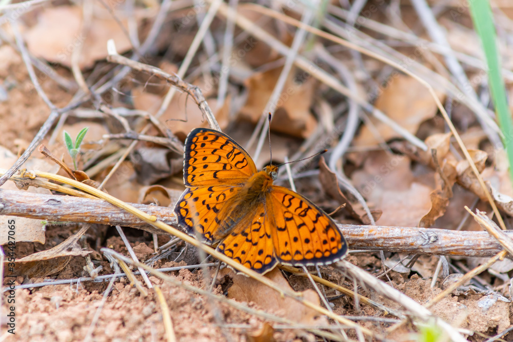 Obraz premium A monarch butterfly feeding or resting on floor