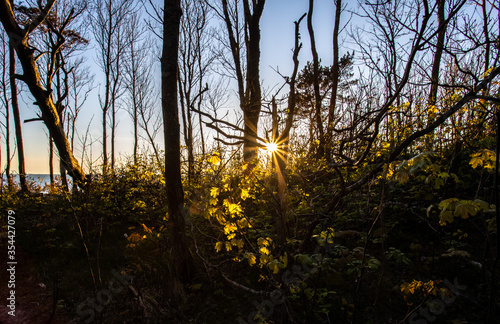 Sunset in seaside deciduous forest in spring time.