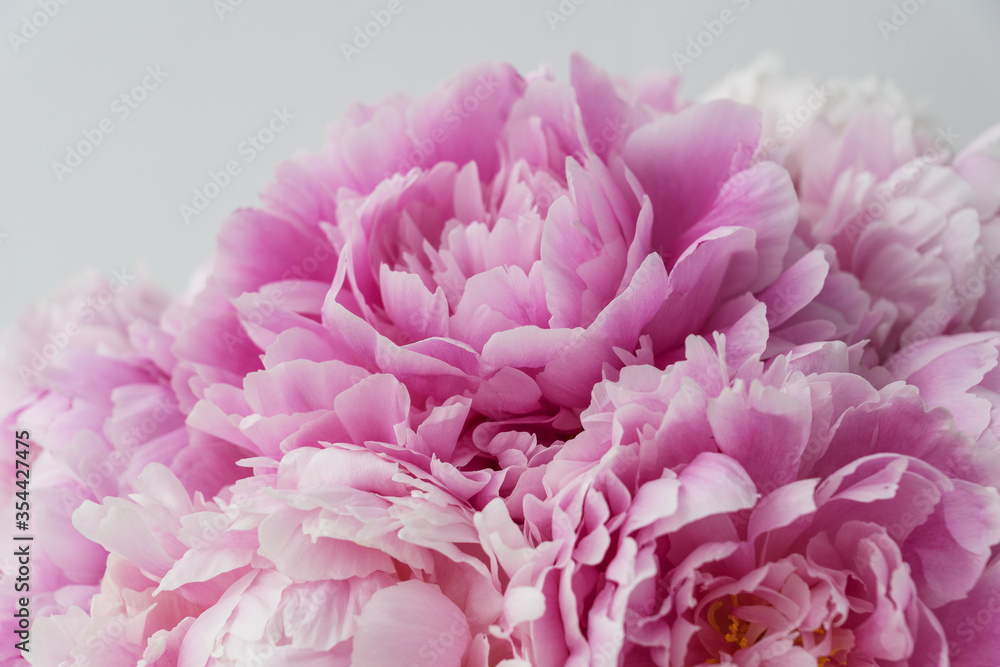 Big gentle peony bouquet. Sign of love. Celebration concept. Greeting card for birthday, valentines day, womans day, anniversary. Big gentle peony bouquet. Sign of love. Celebration concept. Greeting card for birthday, valentines day, womans day, anniversary.