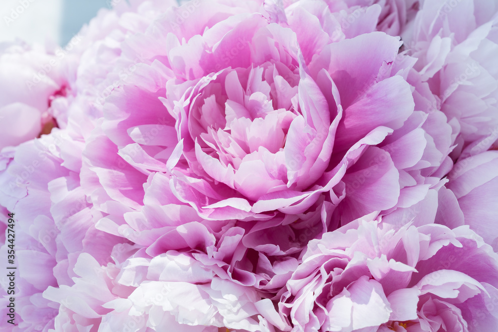 close up image of delicate pink peony bud in big bouquet.Light shines on petals. Celebration concept. Greeting card for birthday, valentines day, womans day, anniversary.