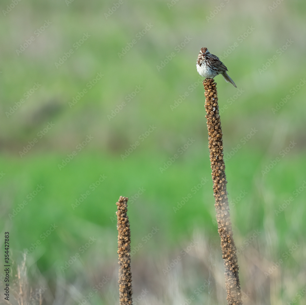 A Sparrow perched high on a weed in the prairie