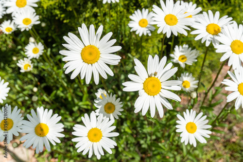 daisies flowers in the garden during springtime © tl6781