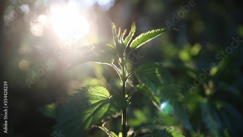 Green common nettle in sunset light with bright rays background in the summer garden