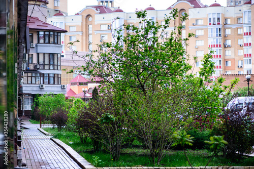 Fresh spring green leaves of garden plant against the background of multi-storey residential buildings © inna_astakhova