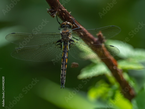 A Spiny Baskettail dragonfly sitting on a branch