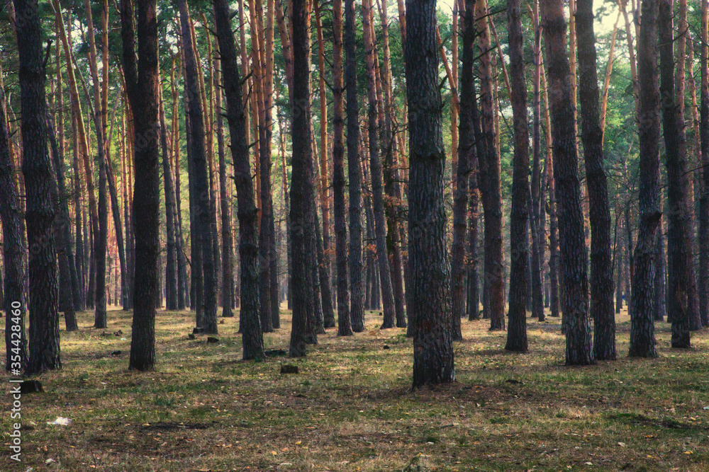 Obraz premium trees in the forest