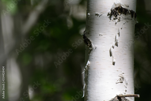 The trunk of a birch with a detailed plan lit by the sun. Concept - purity of nature, earth day