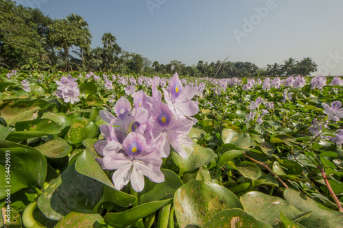 Water hyacinth in Rajshahi, Bangladesh.