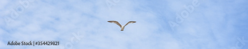 Seagull in the sky