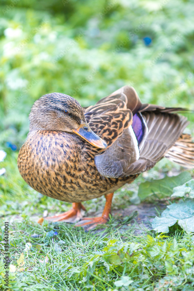 Female Mallard, wild duck (Stockente, Anas platyrhynchos) Female Mallard, wild duck (Stockente, Anas platyrhynchos)