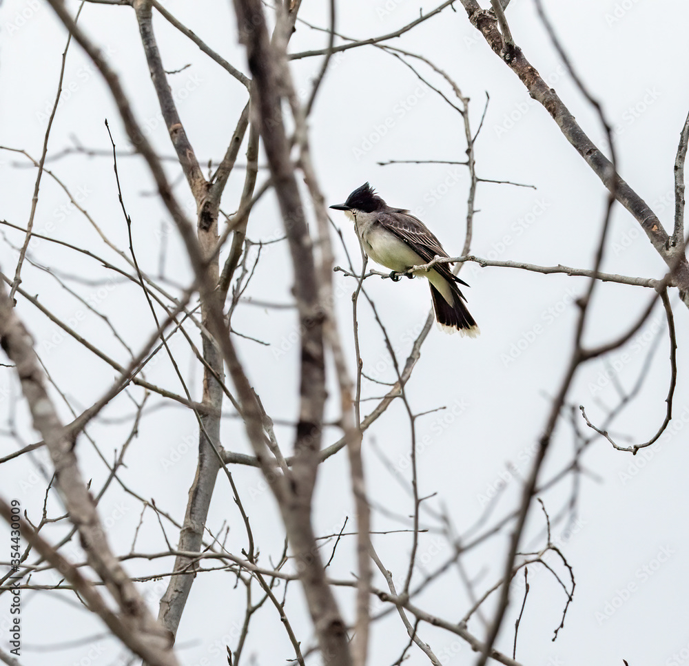 An Eastern Kingbird perches in the trees