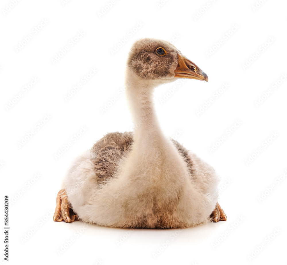 Fototapeta premium One gray goose.