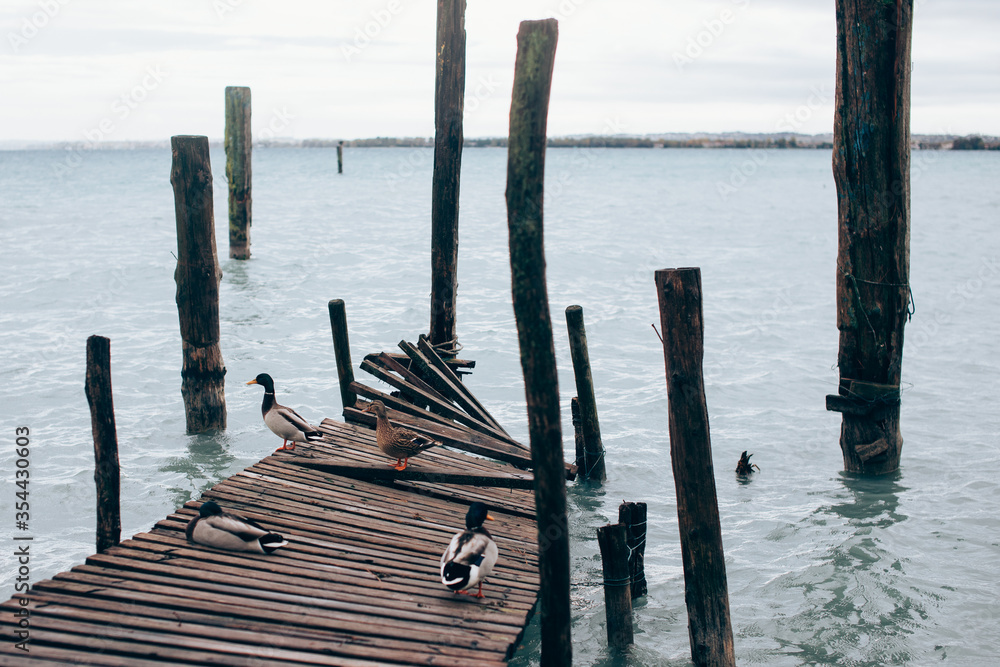 Duck sits on a pier by the lake Garda Italy