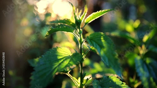 Green common nettle in sunset light with bright rays background in the summer garden