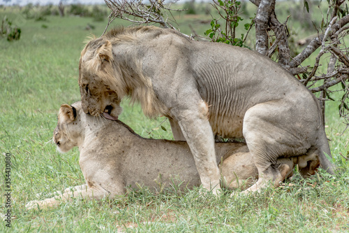 Lions mating in the wild © Hamidslens