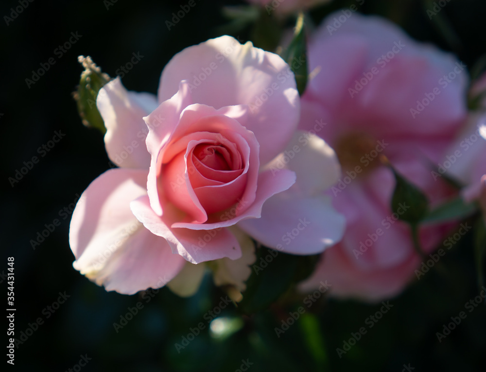 Pink tea rose flower head in bloom. Pink tea rose flower head in bloom.