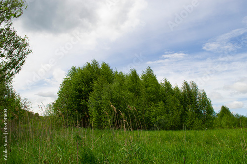 A young birch forest and meadow in front of it against a blue sky with clouds.