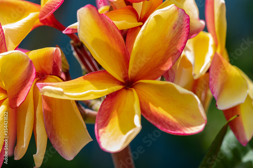 Tahiti tiare flower photo