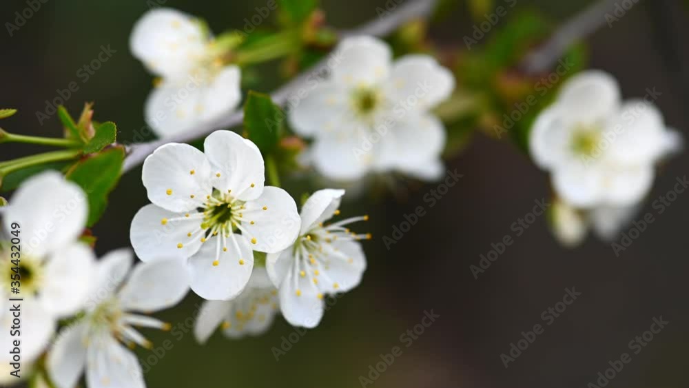 Blossoming cherry tree branch background Blossoming cherry tree branch background