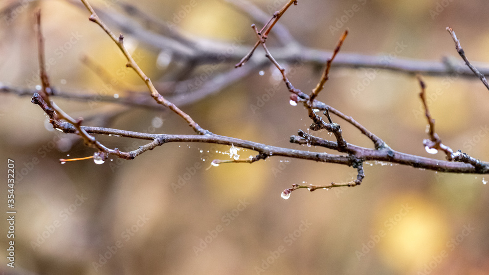 Raindrops on a bare tree branch with a blurred background. Autumn sadness, bad mood Raindrops on a bare tree branch with a blurred background. Autumn sadness, bad mood