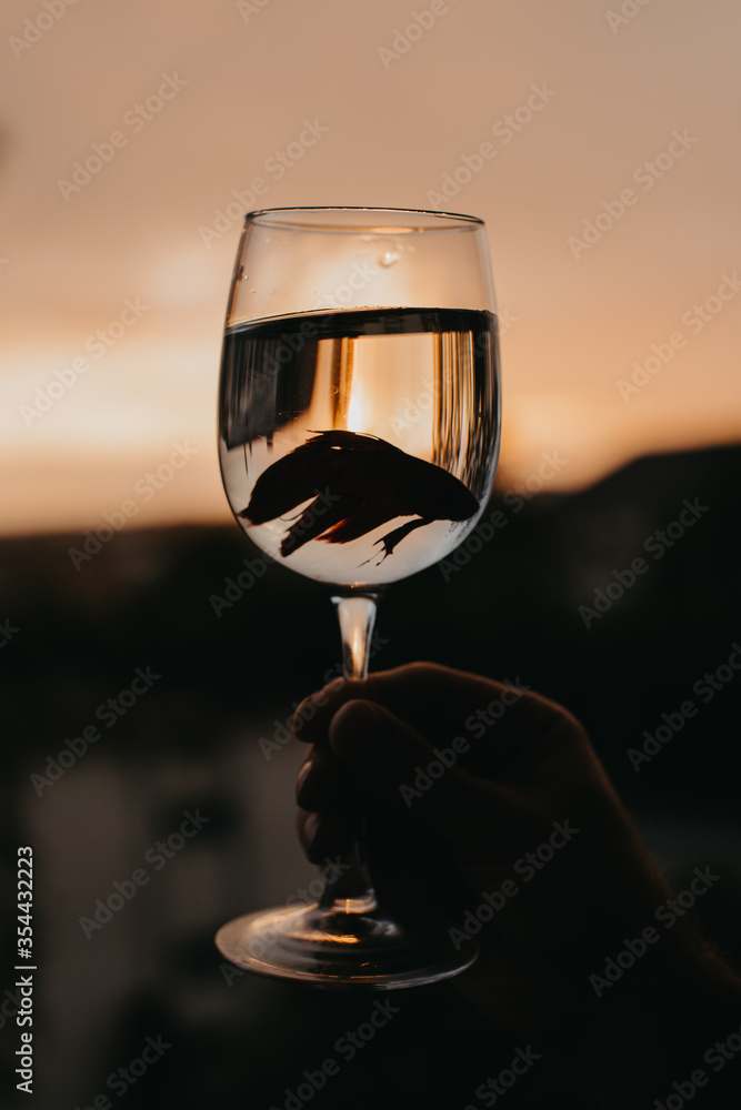 red fish Betta splendens in a glass at sunset