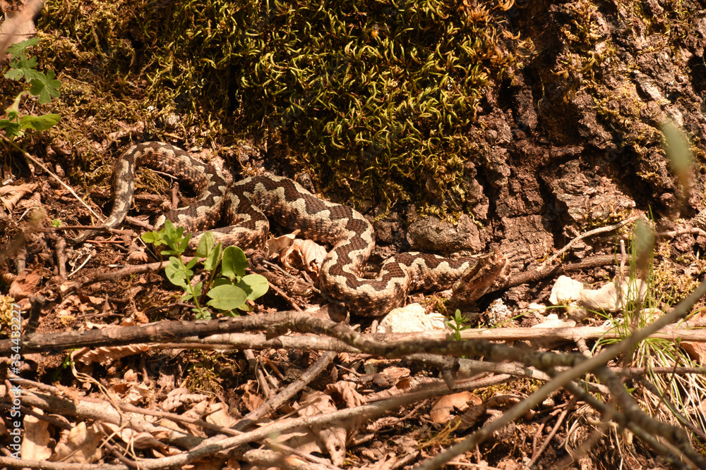 Horned viper in the shade of the oak tree Horned viper in the shade of the oak tree