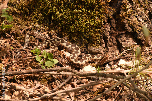Horned viper in the shade of the oak tree