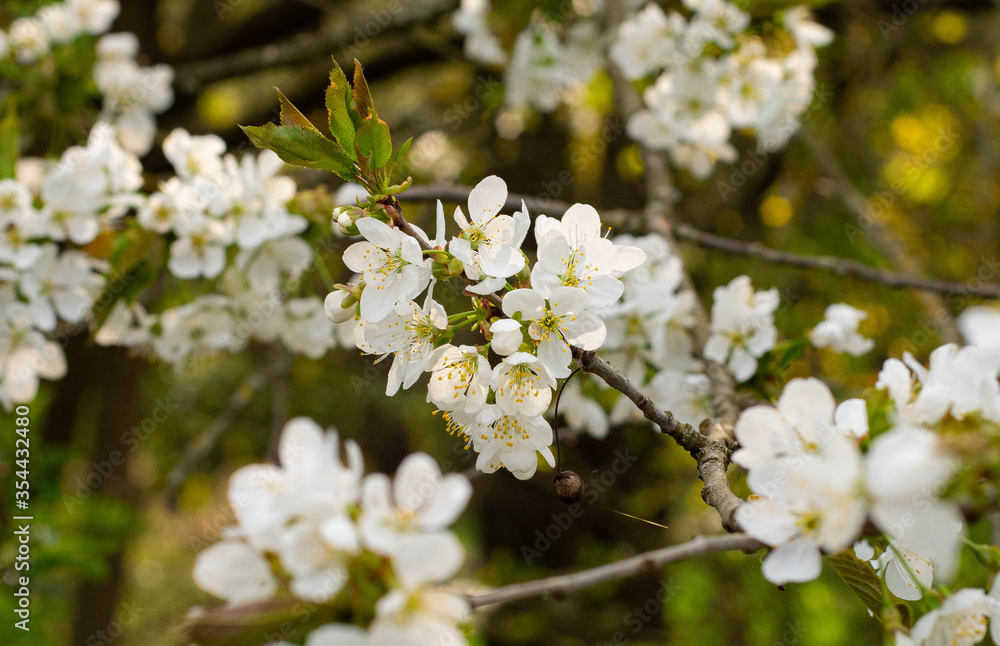 Blossom at the Arrival of Spring Blossom at the Arrival of Spring