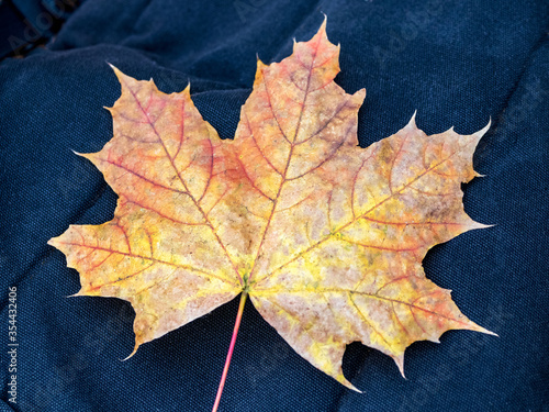 Colorful autumn maple leaf on a dark rough cloth