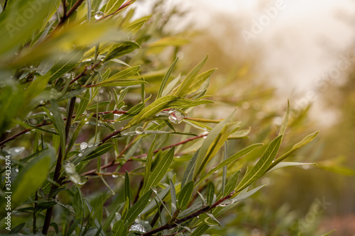 Small leaves of spherical willow with raindrops with sunlight. Bokeh, selective focus, green natural background macro