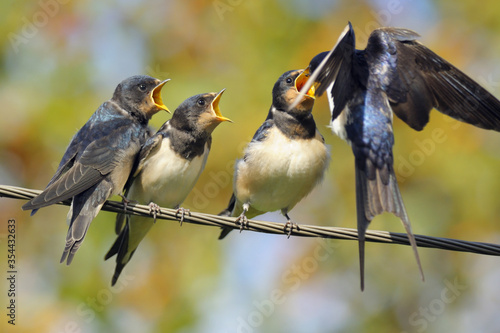 Barn swallow feeds the chicks