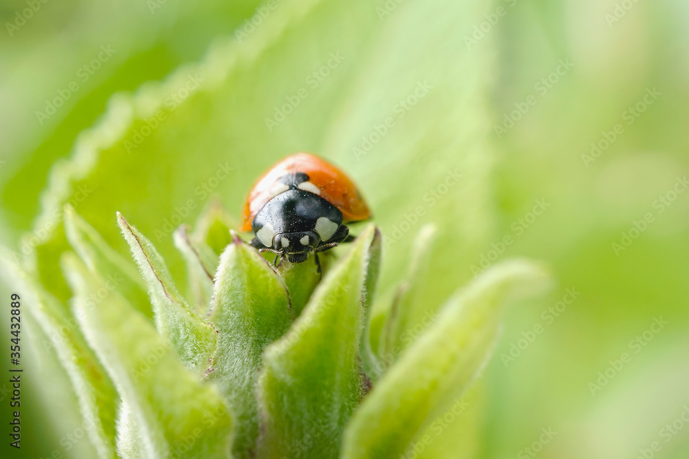 Marienkäfer auf einer Blume