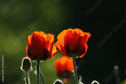 Red poppy flowers against the light  contre-jour shot. Blurred background  poppy isolated.