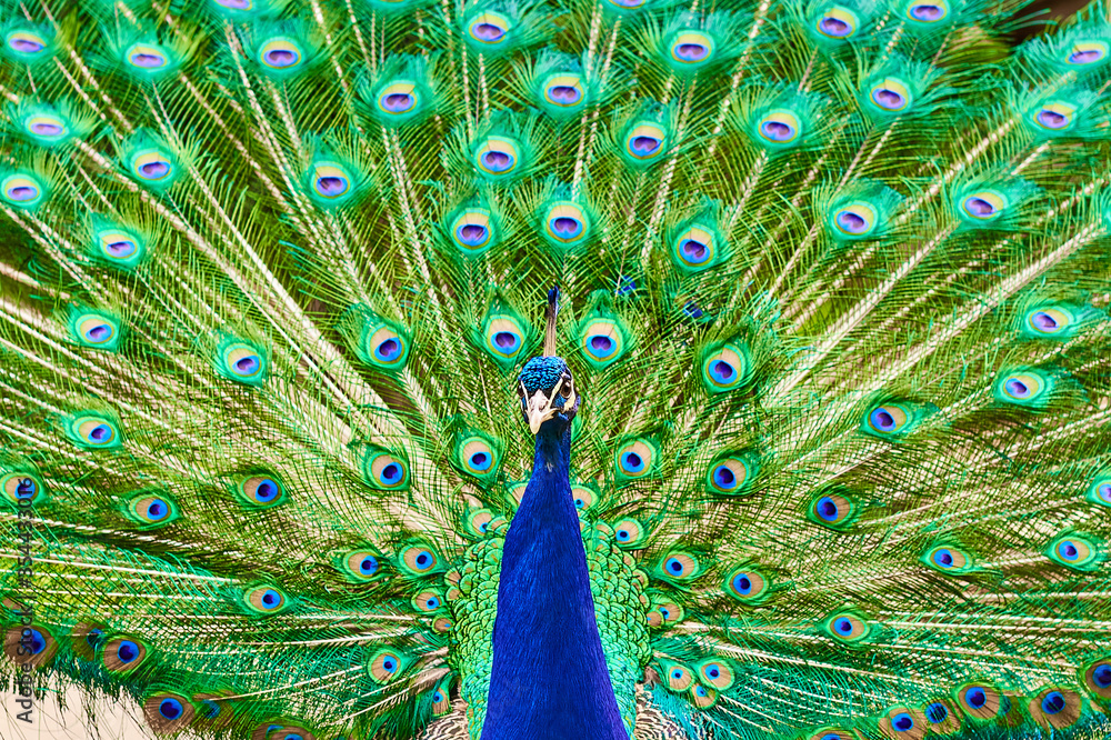 Obraz premium A male peacock with a long green tail feathers in the garden.